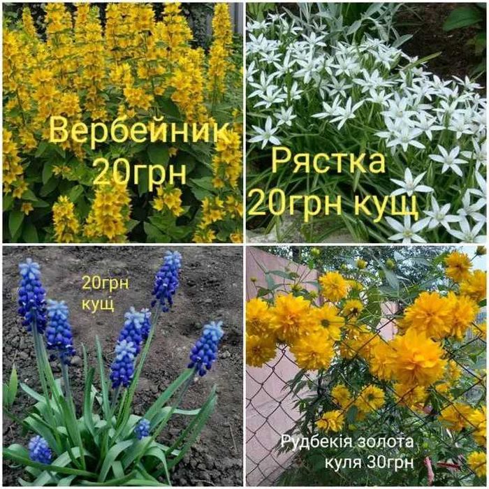 Багаторічні квіти