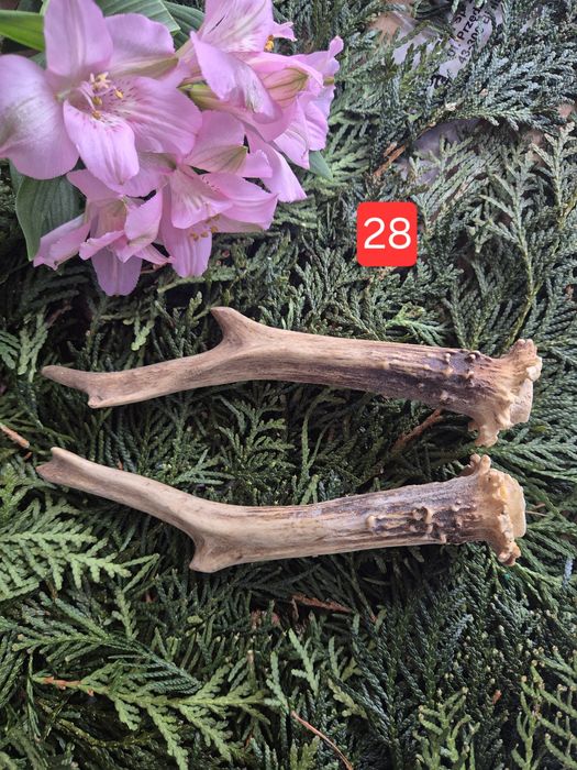 20cm DUŻA  parka poroże sarny rogi deer para rogi