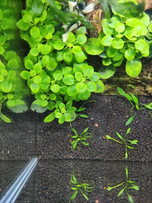 Planta aquário Lobelia Cardinalis mini