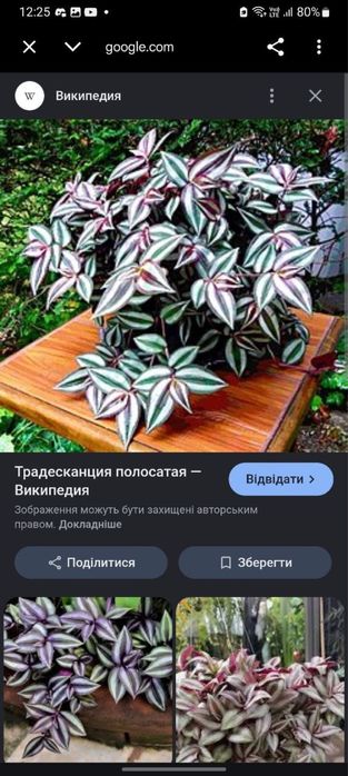 Продам полосатую традесканцию