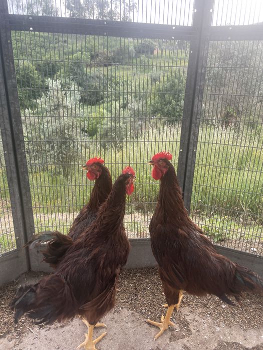 3 galos de Rhode Island Red (puros)