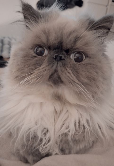 Lyo Gatinho Persa Himalaio Blue Point para Acasalar