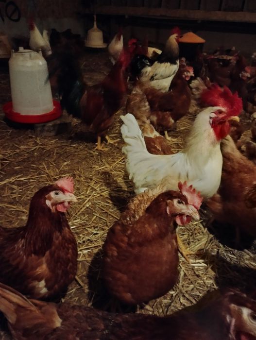 Jaja jajka legowe kura nioska