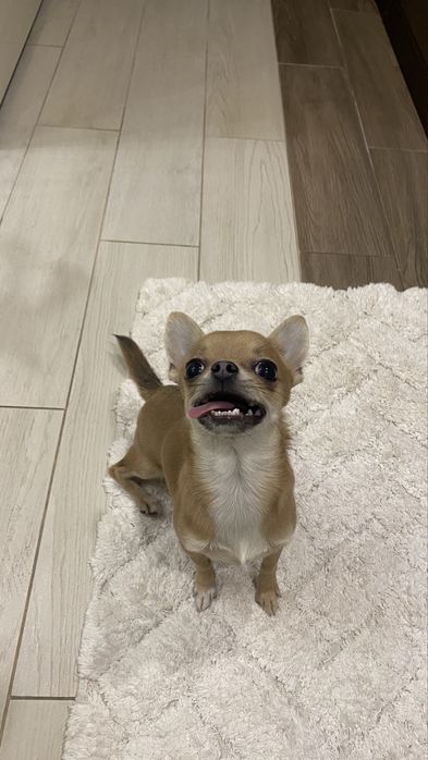 Вʼязка чіхуахуа міні, 2кг