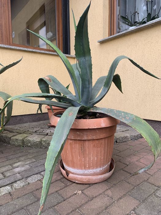 Agawa ogrodowa, piękna, duża