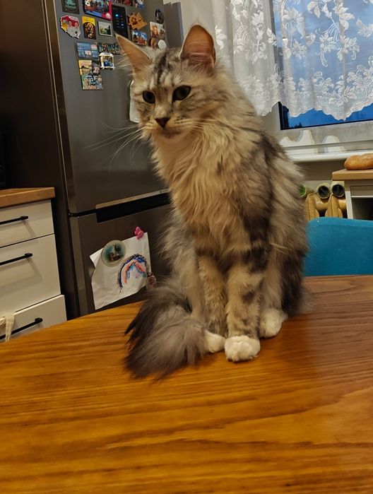 MAINE COON Śliczne Kociaki