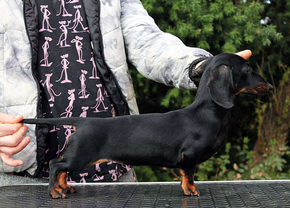 Jamnik Króliczy Krótkowłosy Suczka!