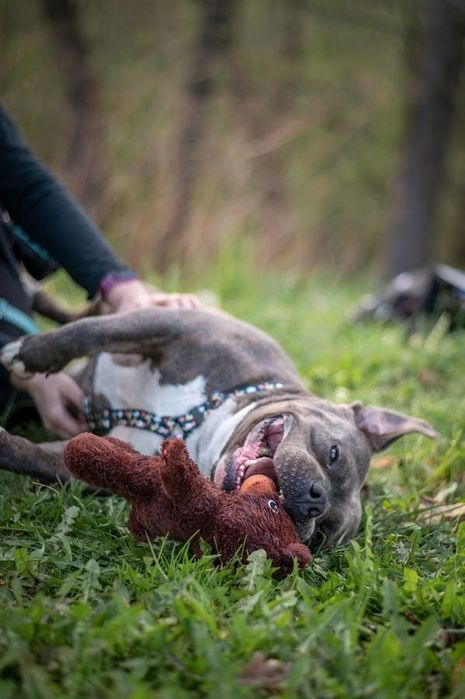 Fajny i przyjazny pies w typie American Bully dla miłośnika rasy. Oddany, łagodny i mądry - szuka domu bez innych zwierząt i małych dzieci.Cudo pies