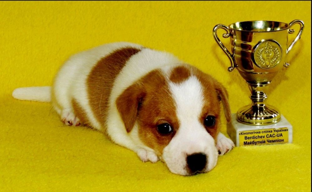 Джек Рассел тер'єр з документами клубу КСУ