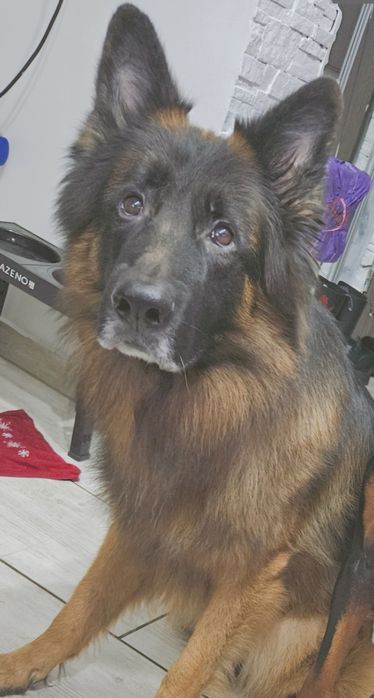 REZERWACJA Owczasz pełen energii owczarek niemiecki