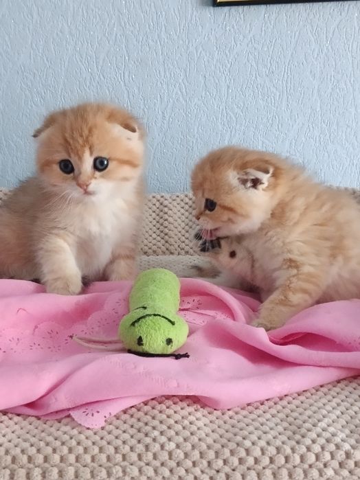 Плюшеві золоті кошенята