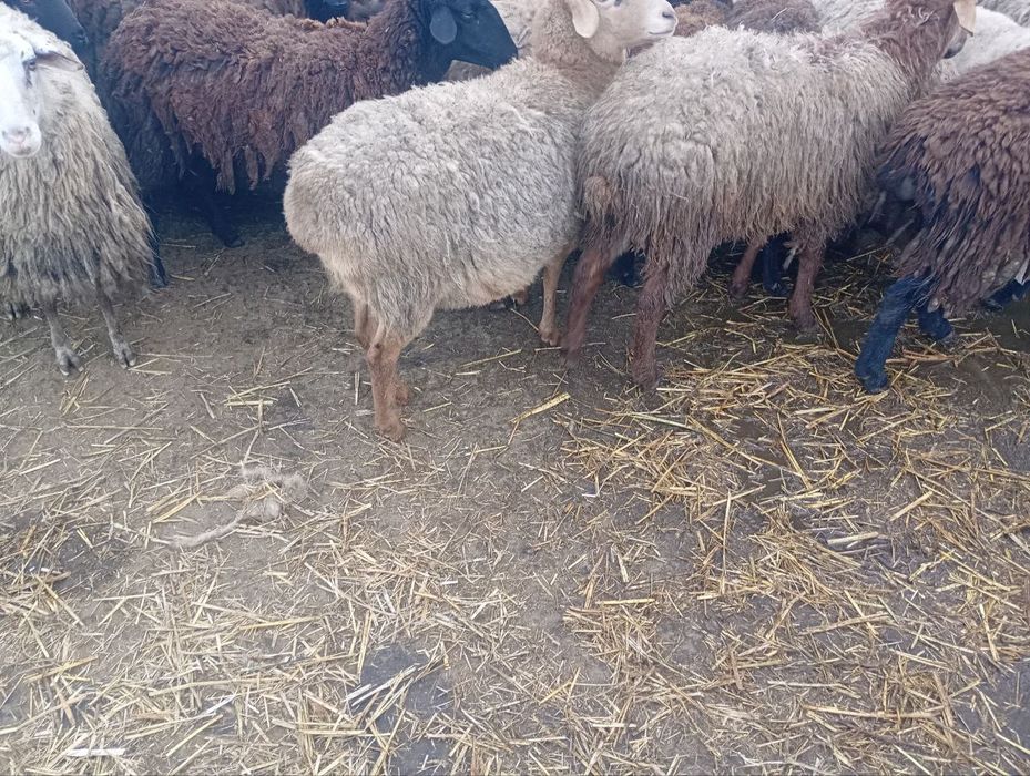 Продам вівці квітні.