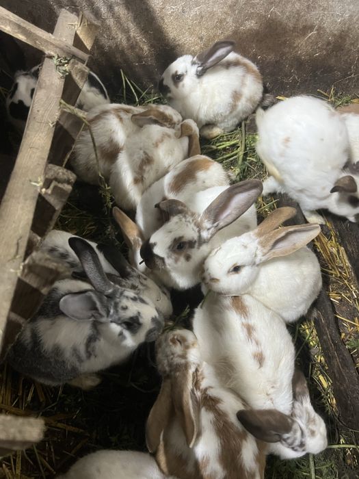 Кролики різних порід