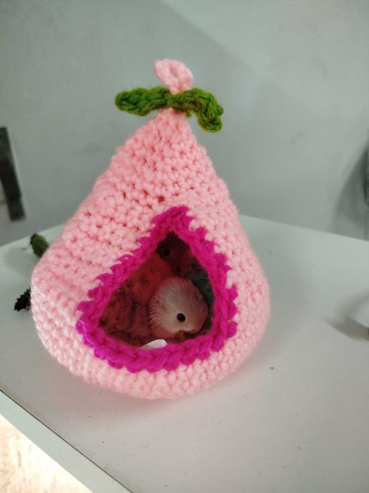 Roseicollis para acabar criar á mão