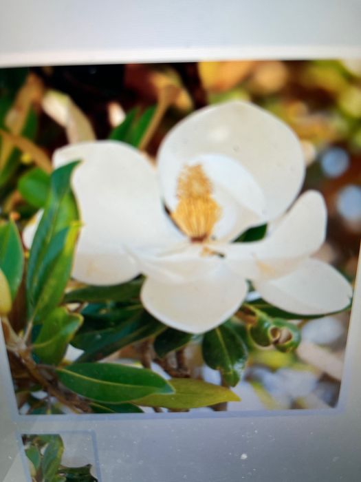 Magnolia GRANDIFLORA Little Gem Zimozielona