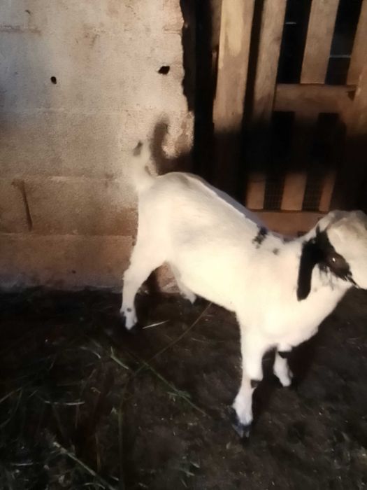 Vendo cabritos boer com florido com 3 meses