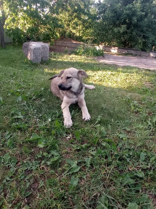 Шукаю дім для викинутої красуні