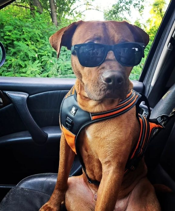 Зоотакси.Перевезення (Перевозки) Доставка собак, цуценят по Україні