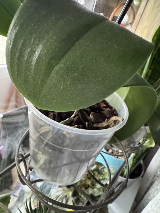 Обмен орхидея меняю