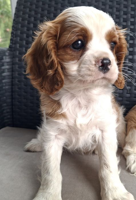 Cavalier King Charles spaniel