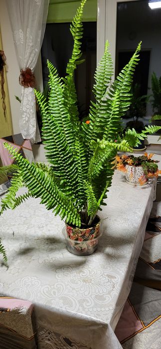 Duze paprocie grube liscie