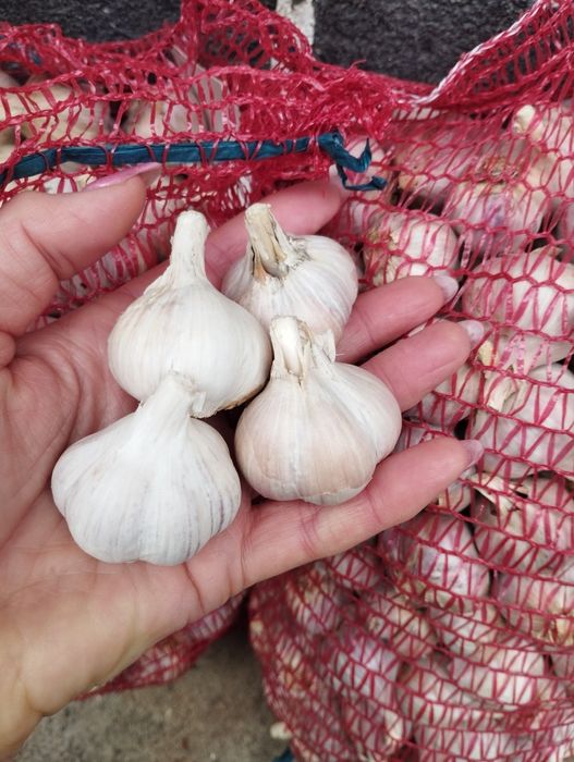 Продам озимий часник .Їстівний.Насіння.