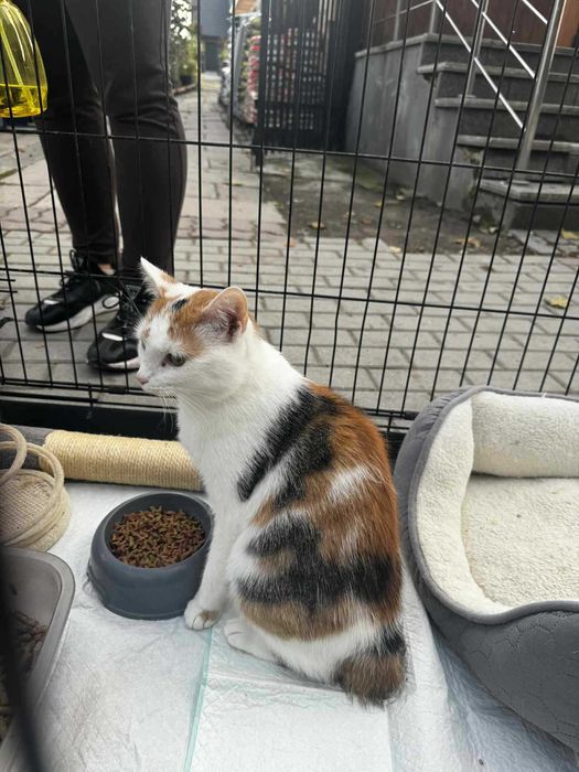 Kotka szuka domu, przyjazna trikolorka