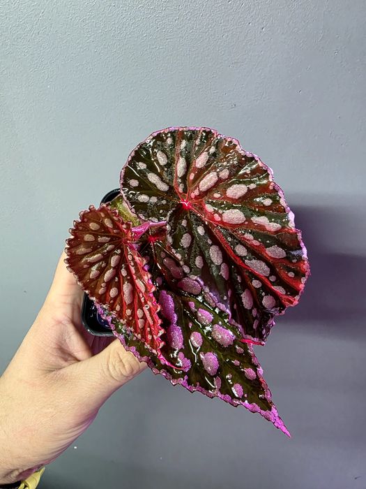 Rośliny do terrarium Begonia negrosensis x chloristica hybrid