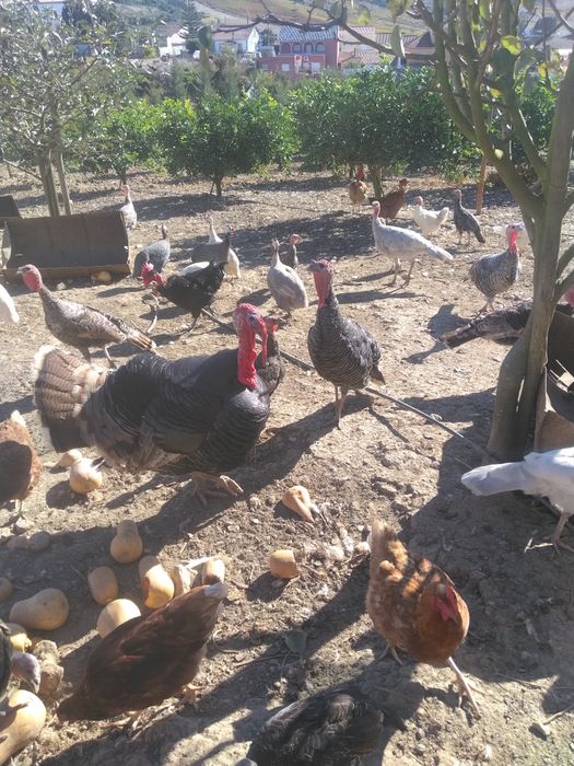 Perus e fracas do Campo