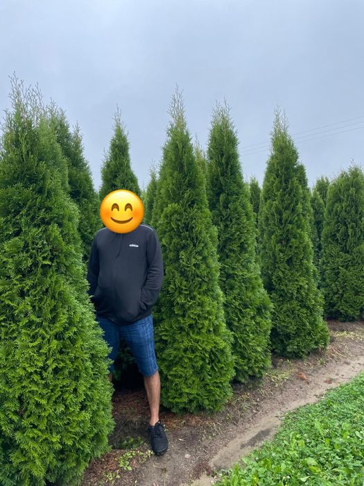 Duże Tuje Szmaragd 250cm PRODUCENT‼️wysokie tuje do 4m
