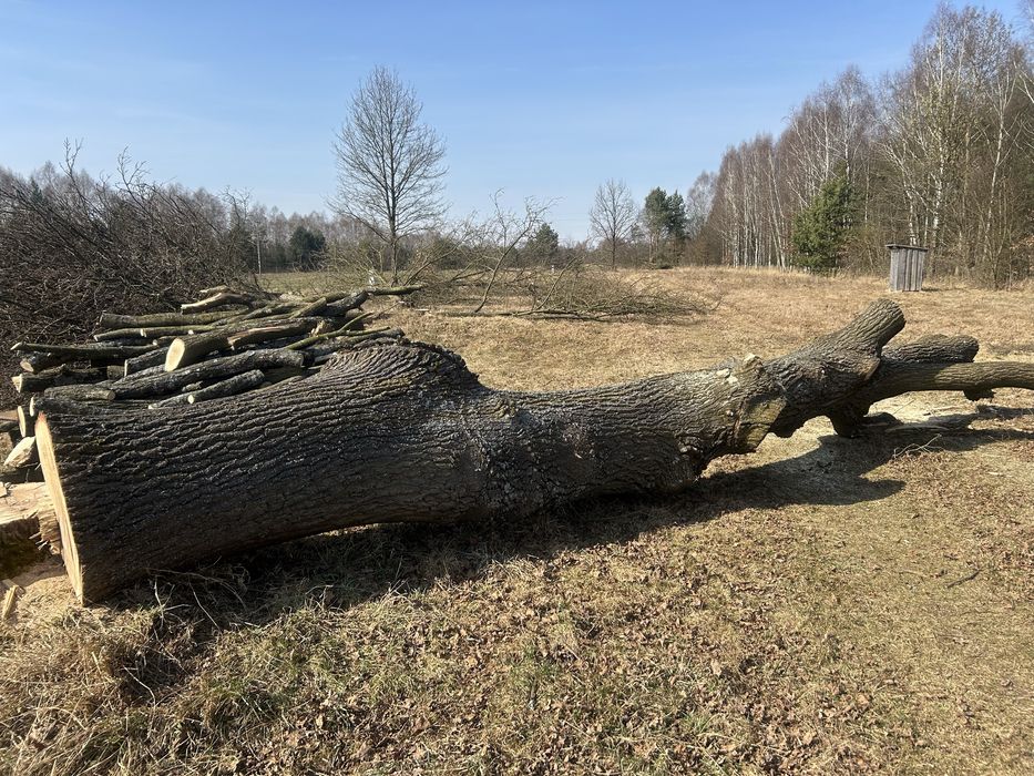 Kłoda dębu 6m. 80cm średnica