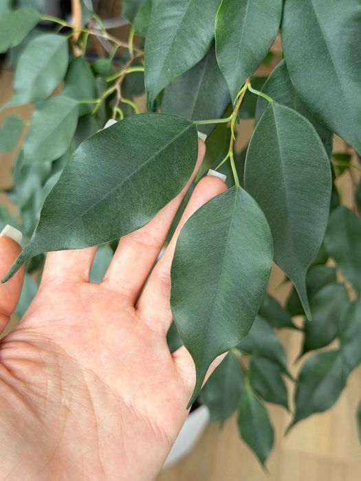 Фікус Бенджаміна 155см