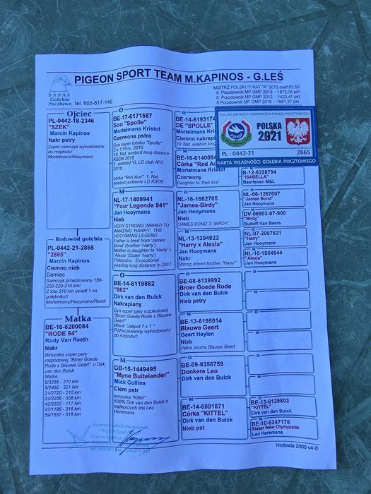 Gołębie pocztowe