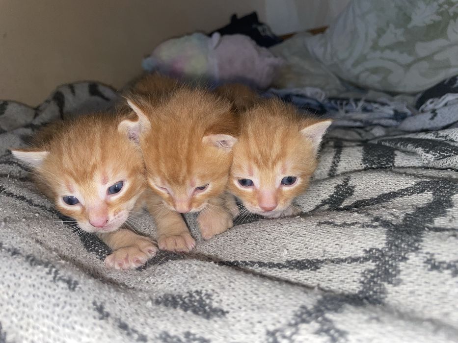 Кошенята 1 місяць
