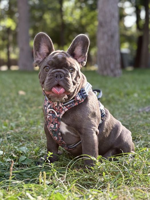 Мега крутая девочка французкого бульдога