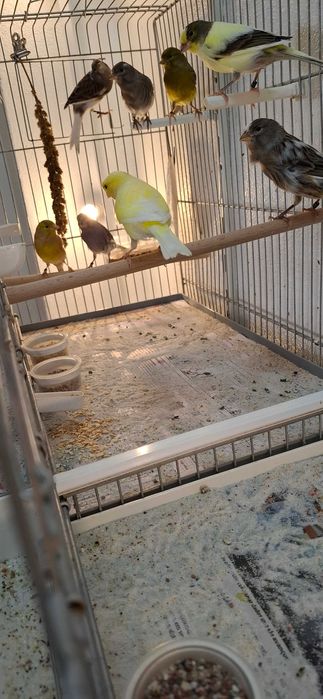 Canários Timbrado Espanhol