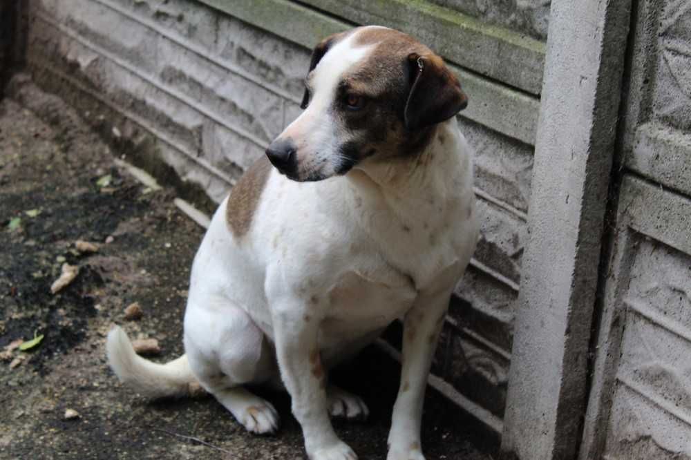014895 Rogaś do adopcji