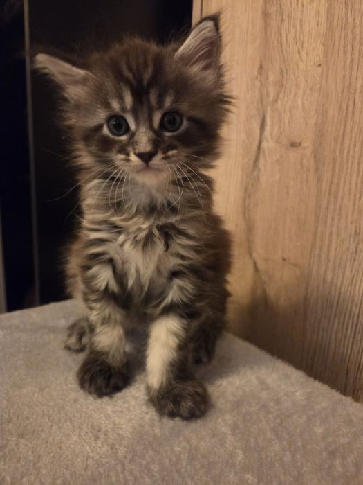 ZAREZERWOWANY. Maine Coon kocurek Boston