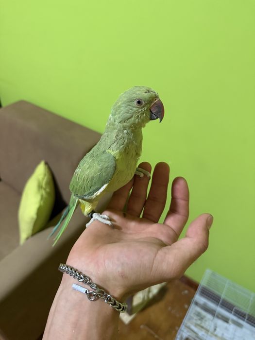 Ring neck criado a mao
