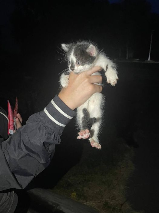 Кішечка шукає дім