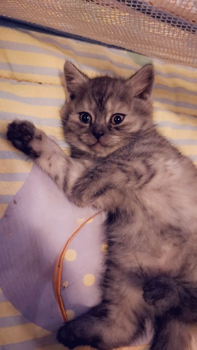 Kot Brytyjski kocurek