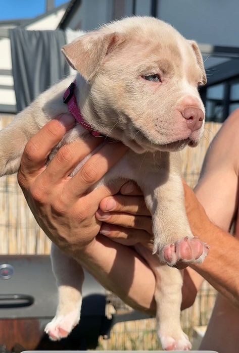 American bully Micro