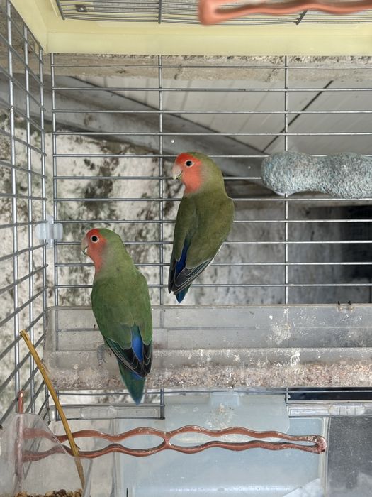 5 Agapornis linhagem long