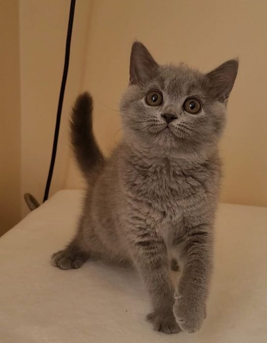 Kot brytyjski kocurek juz do odbioru
