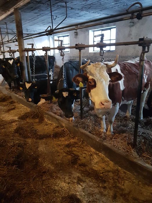 Krowy mleczne likwidacja