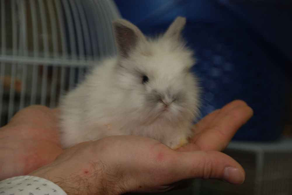 Білосніжні красунчики декоративні карликові міні кролики