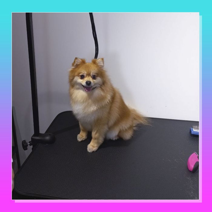 Услуги груминга, стрижка собак и котов (Клочко-6)