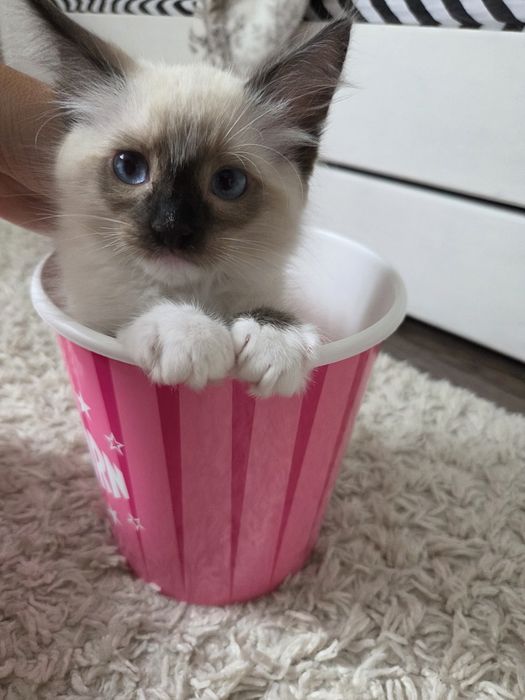 Kocięta Ragdoll szukają swoich domków