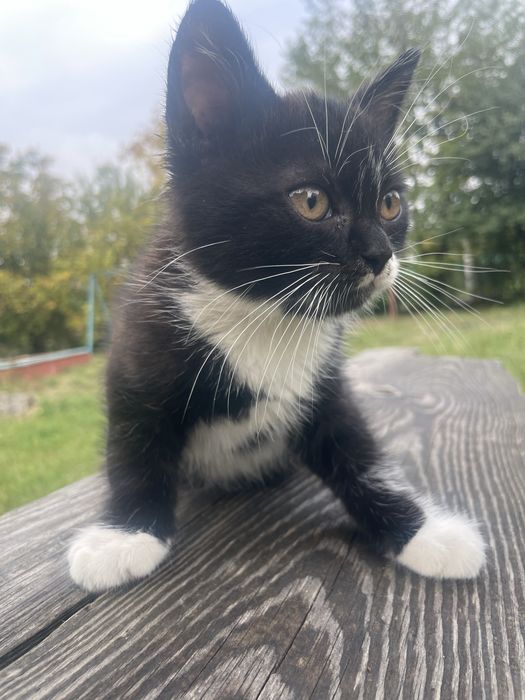 харизматичне котеня,хлопчик