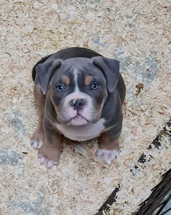 American Bully Pocket